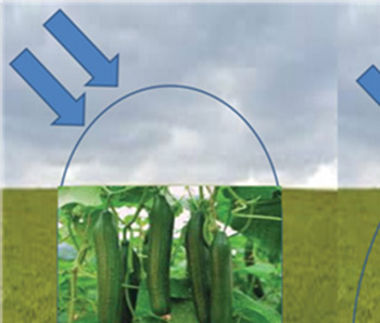 WIND AND NATURAL ELEMENTS RESISTANCE